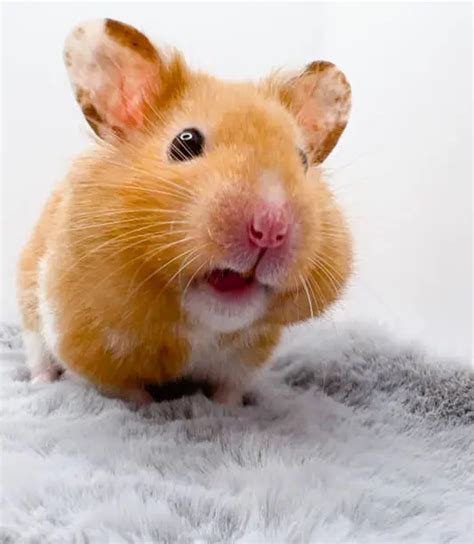 45,628+ Hamsters Pictures 